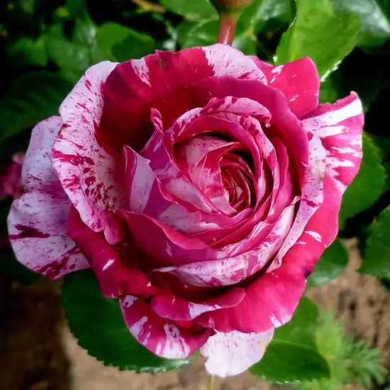 Trandafiri Floribunda - Trandafiri - Abracadabra ® - 